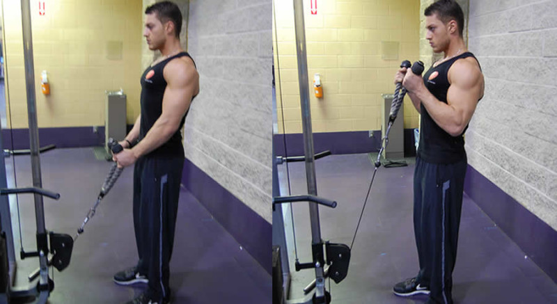 Cable Curl with Rope - The Optimal You | Online Personal Training
