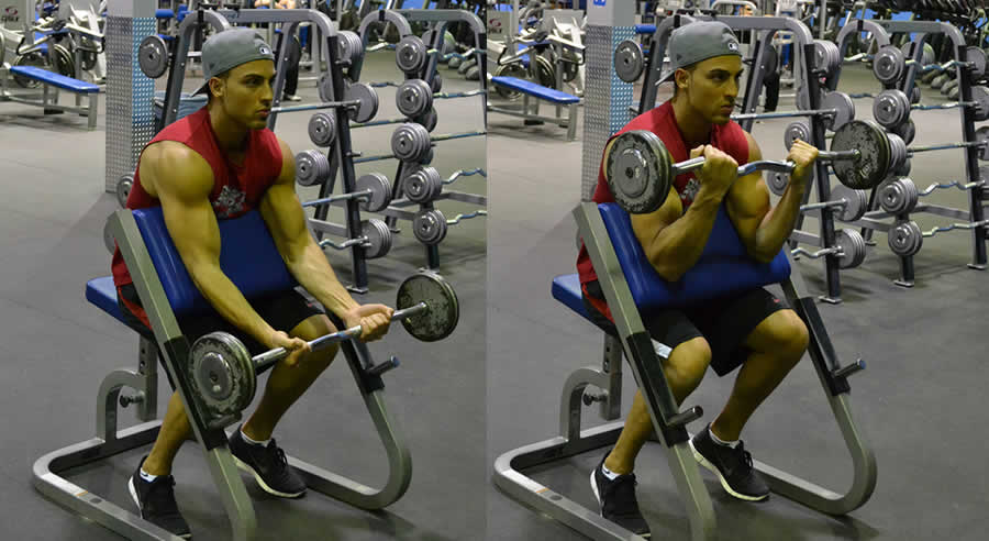 Machine Preacher Curl Performed by Male Personal Trainer