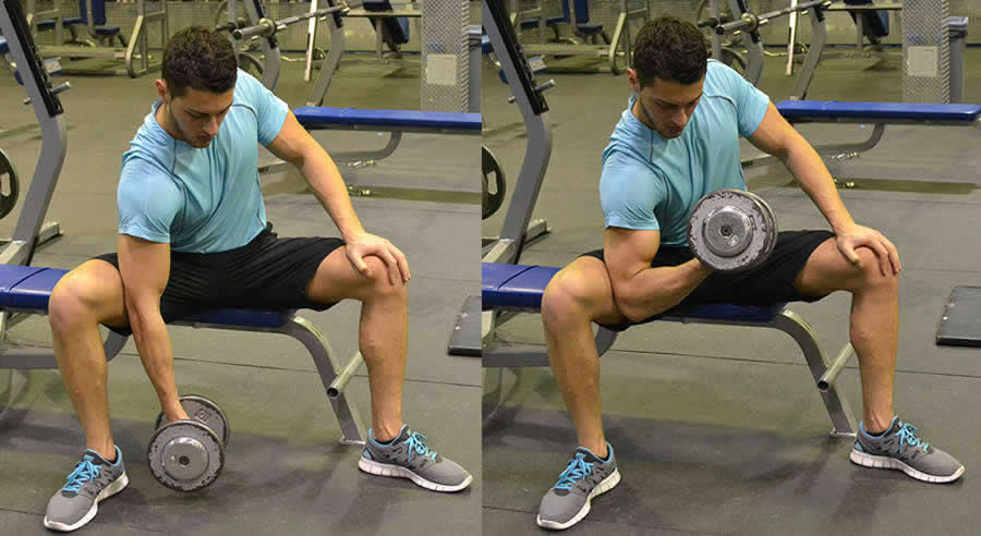 Seated Concentration Curls Performed by Male Personal Trainer