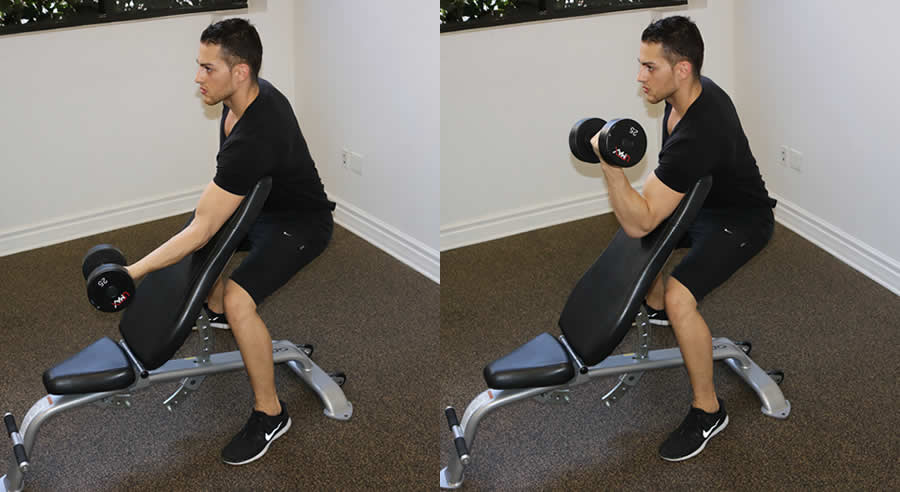 concentrated curl on incline bench performed by male personal trainer