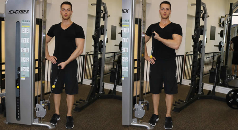 Cross Body Cable Curl – The Optimal You | Online Personal Trainers ...