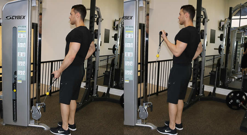 One Arm Cable Curl - The Optimal You | Online Personal Trainers ...