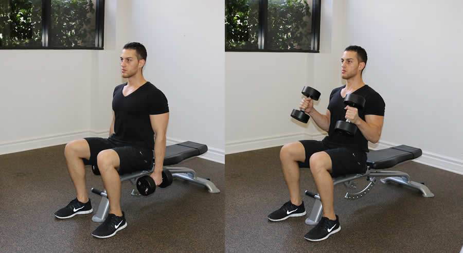 seated hammer curl performed by male personal trainer